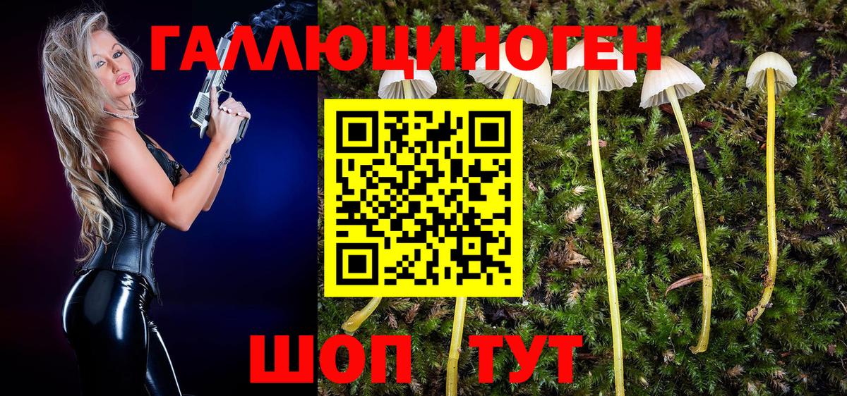 купить наркоту  Вход с VPN  Свободный  Псилоцибиновые грибы Psilocybine cubensis  Псилоцибиновые грибы Psilocybine cubensis 